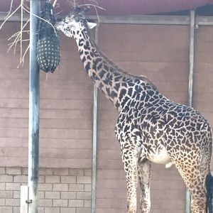 Meet your Posher, Jeannette